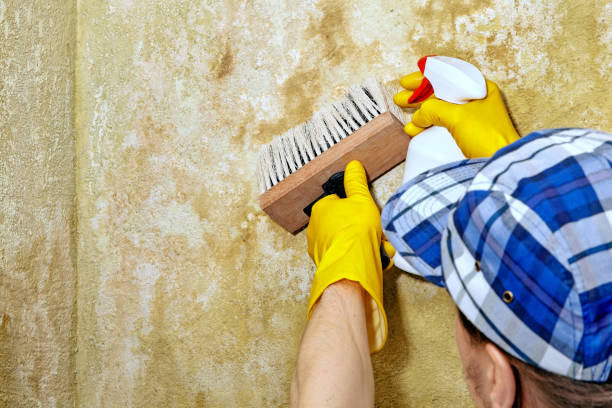 Professional Mold Removal in Tome, NM